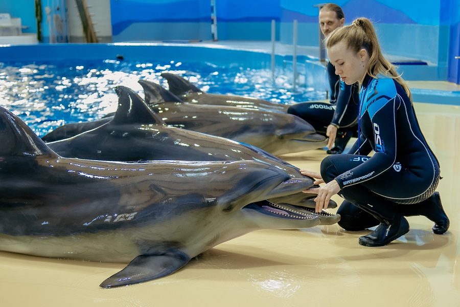 Шоу-программа в Сочинском дельфинарии. Фото: предоставлено пресс-службой