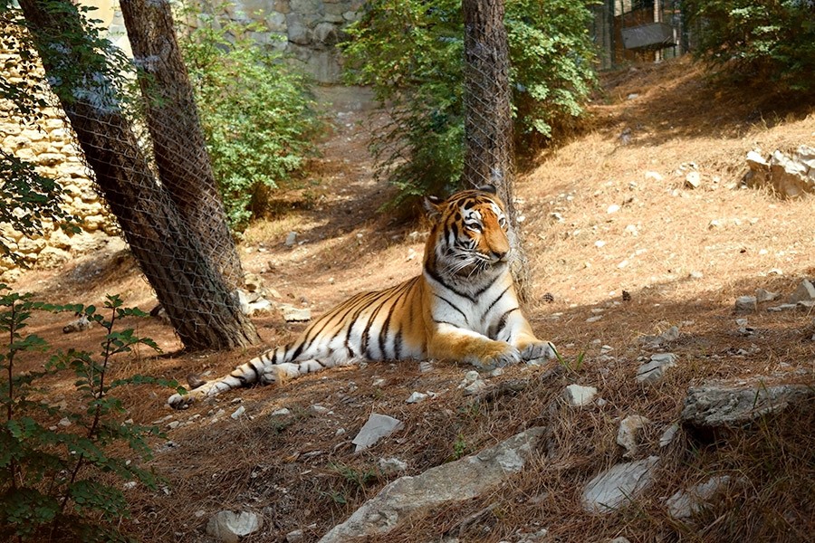  Тигр в Сафари-парке, Геленджик 