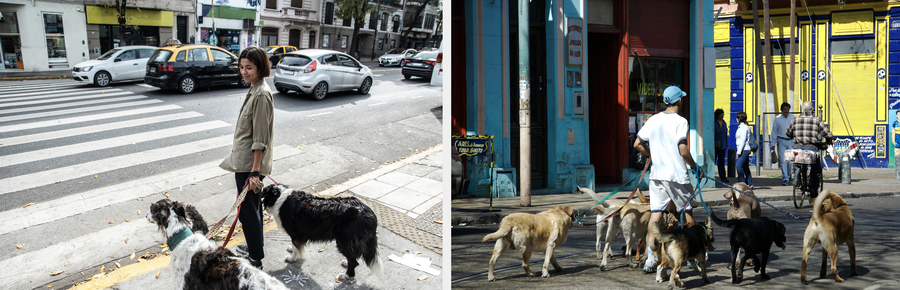 Буэнос-Айрес — город, где обожают собак. Все, кроме владельцев сдаваемых в аренду квартир. Фото: istockphoto/Frazao Studio Latino; flickr/Sauvageone