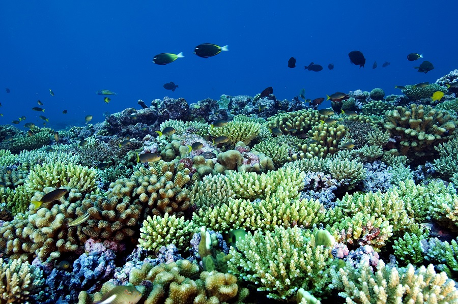 Коралловый риф возле атолла Табуеаран