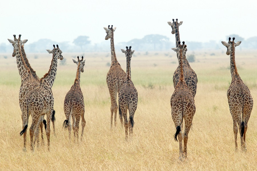Группа жирафов в парке Серенгети