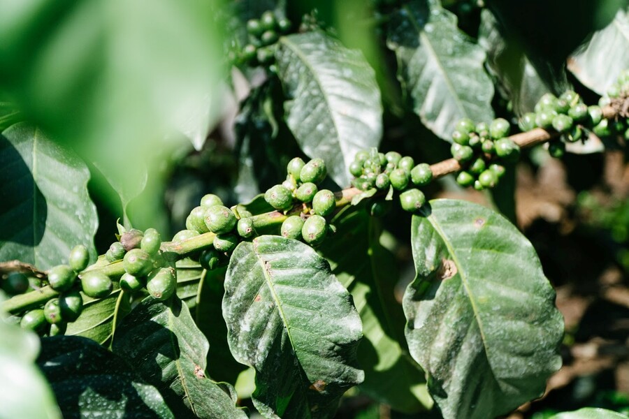 Фото Tasty Coffee