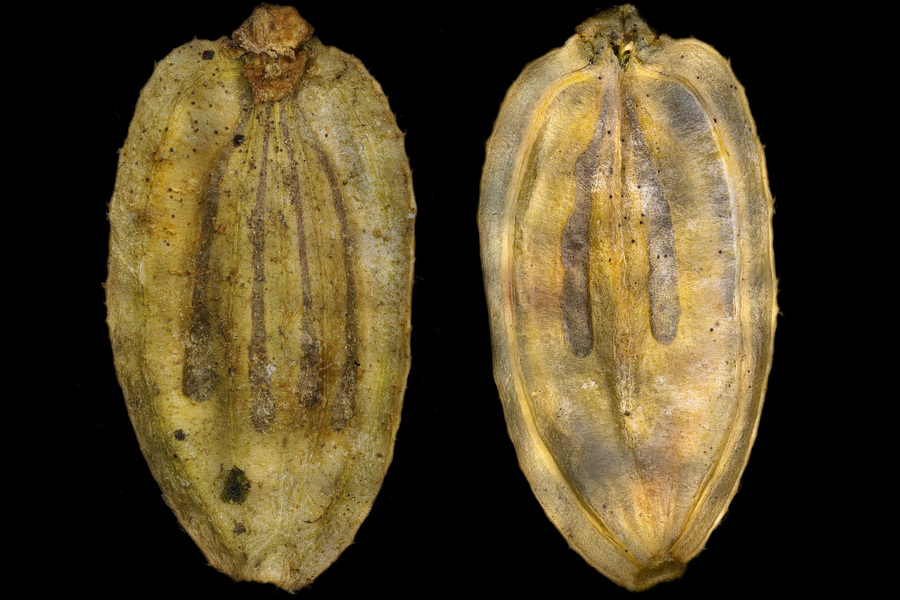 Семена борщевика. Фото wikimedia/Alexander Klepnev