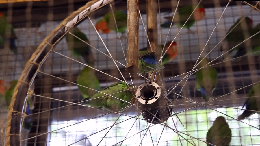 У попугаев есть велосипедное колесо!