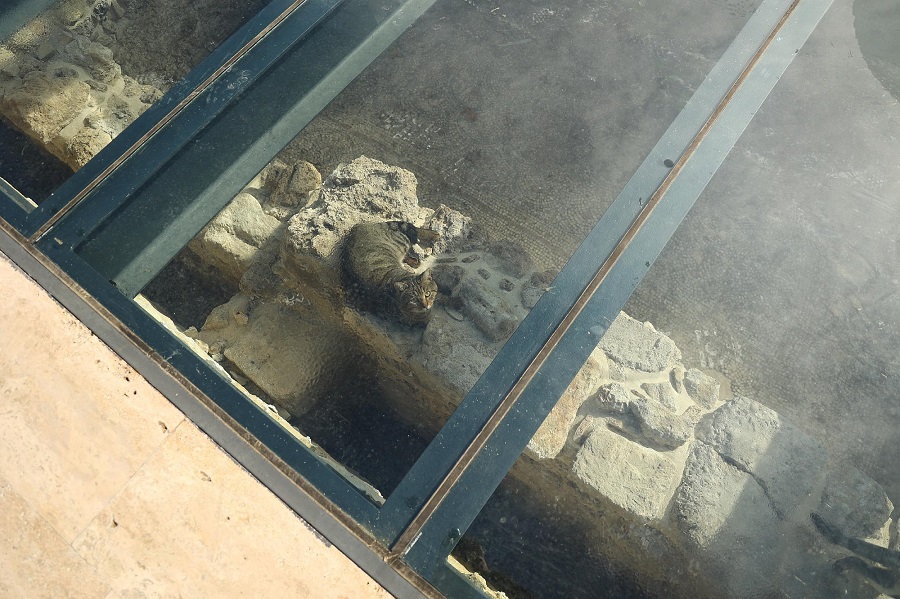  На мостовой в Сиде есть окна к раскопкам и античным котам