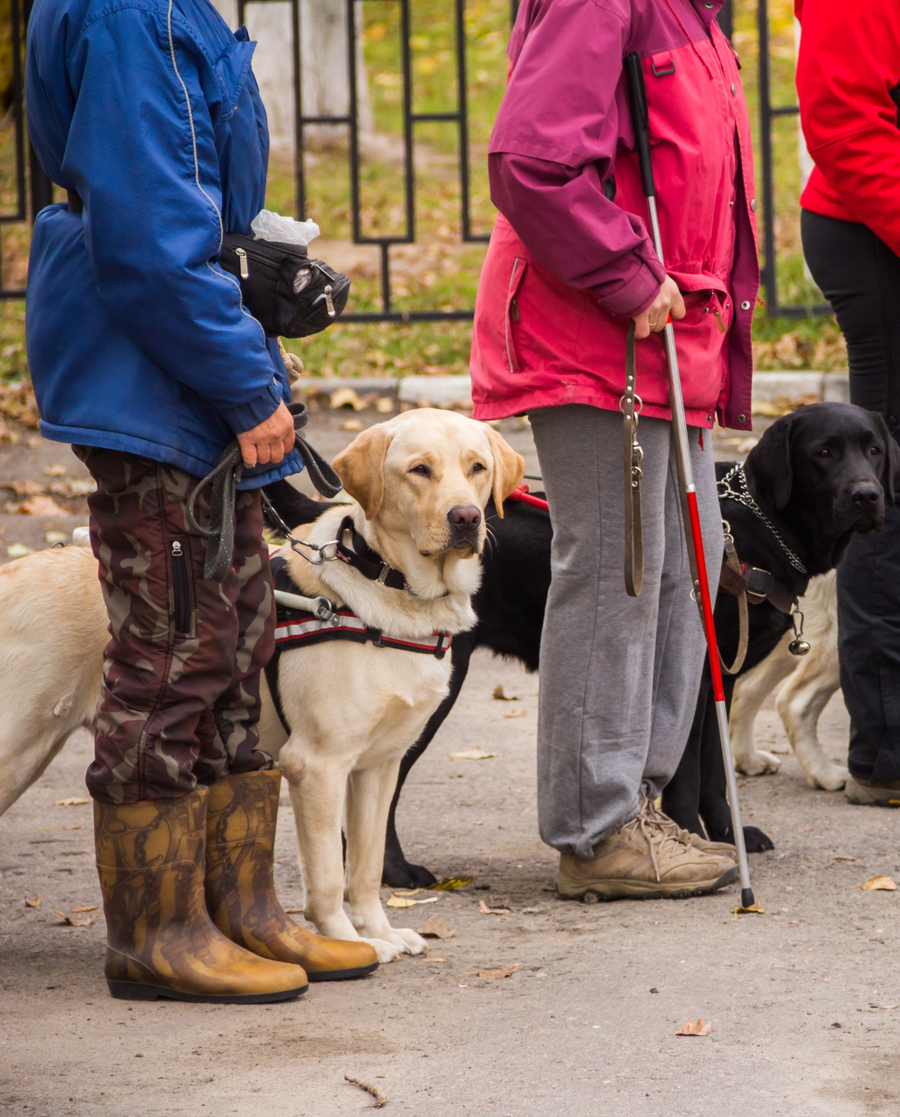 Собака поводырь порода лабрадор. Лабрадор поводырь. Золотистый ретривер поводырь. Лабрадор поводырь. Помощники слепых.
