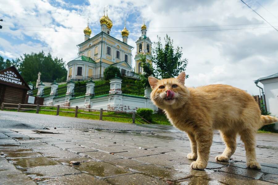  Плёсский кот Константин, обитатель сувенирной лавки «‎Ларец»‎  