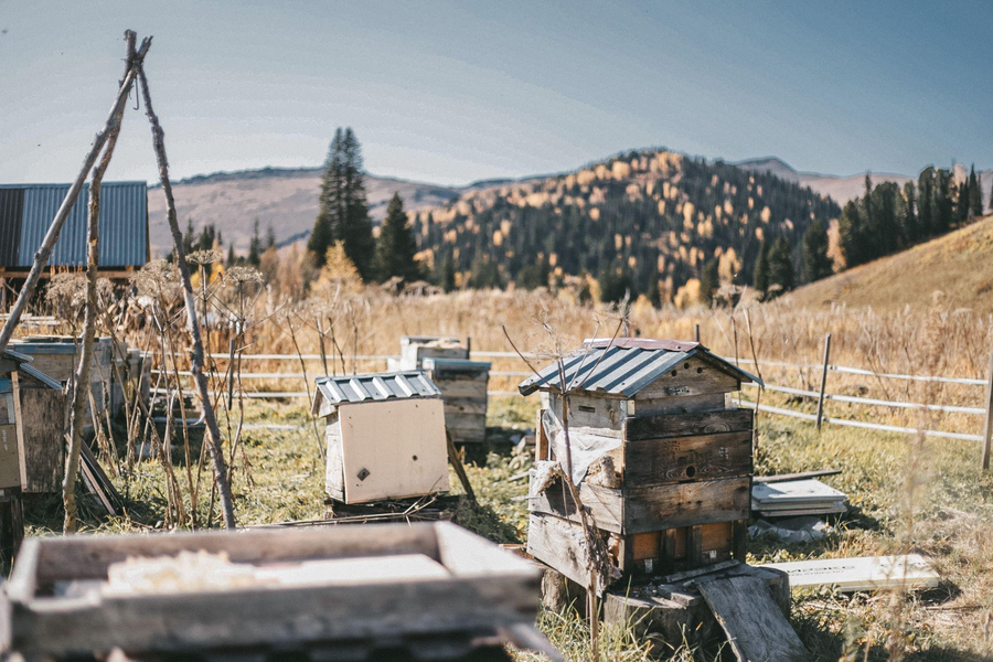 Культурная травма и коллективная память (пер. с англ. Николая Поселягина)