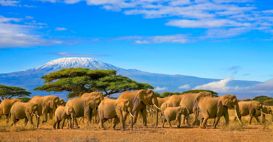 Стадо слонов и вид на Килиманджаро