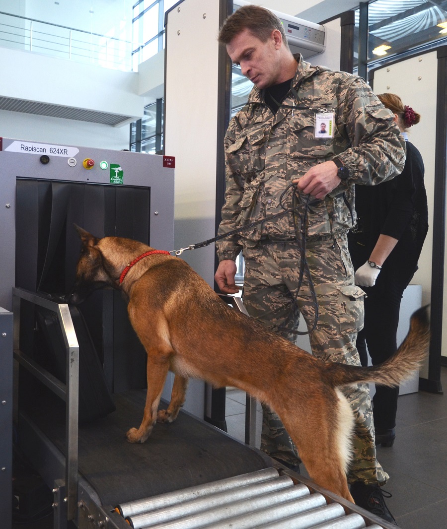 Фото из архива аэропорта, судя по всему — постановочное, обычно собаки так не делают