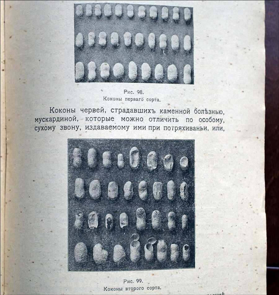 Как воспитать здорового довольного червя: разбираем инструкцию 1910 года