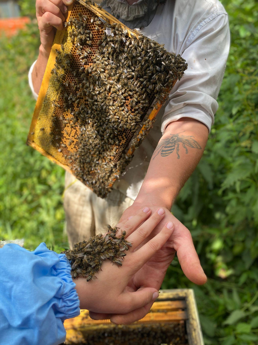 Скребки и стамески пчеловода