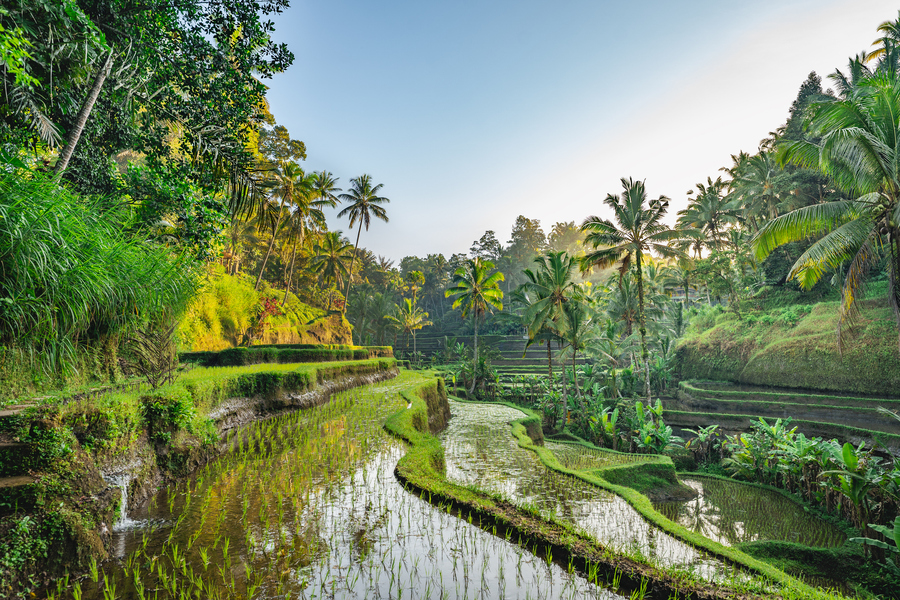 Рисовые террасы на Бали. Фото: istockphoto/Circle Creative Studio