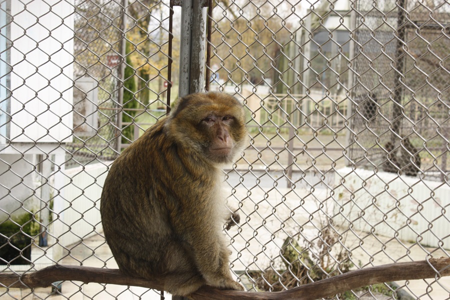 Один из обитателей Адлерского питомника обезьян. Фото: официальная группа ВКонтакте Обезьяний питомник в Адлере