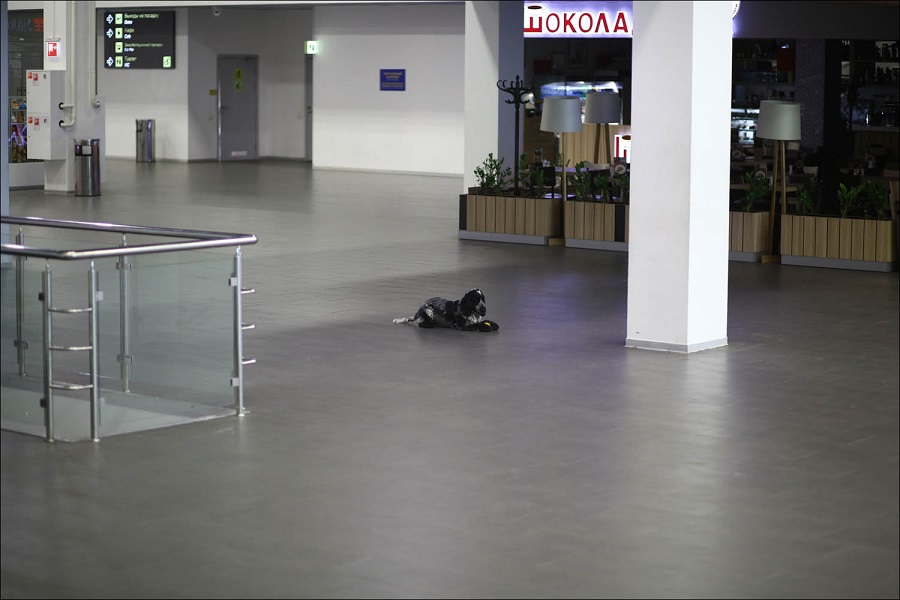 Лаки играет мячиком в пустом зале аэропорта