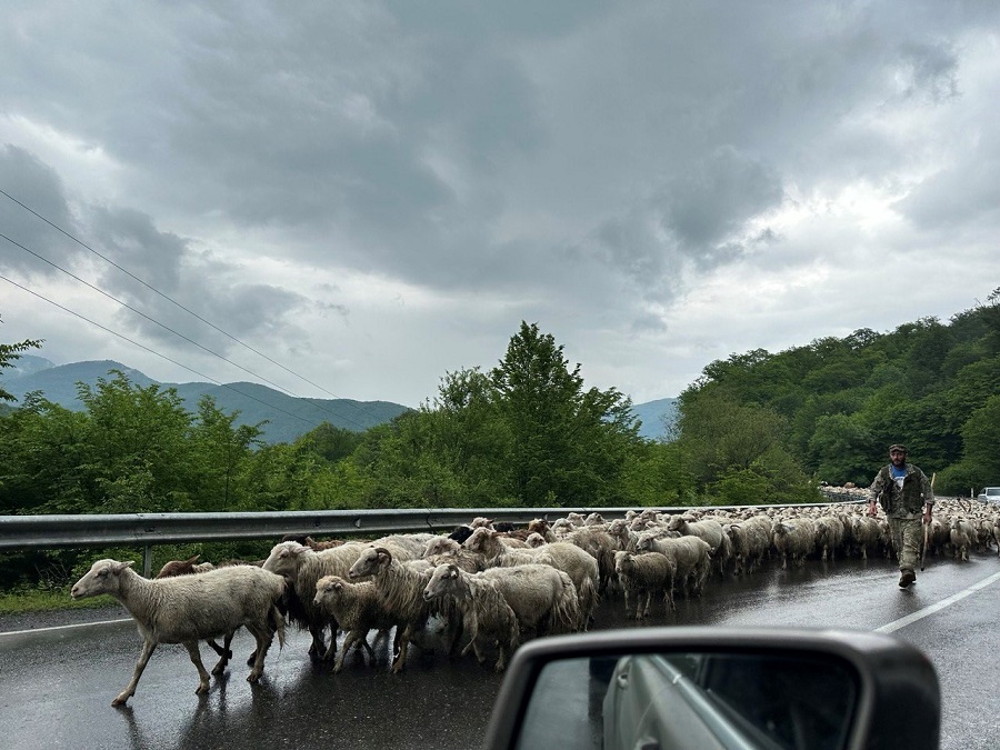 Особенности дорожного движения в Грузии. Фото: Олеся Репкина 