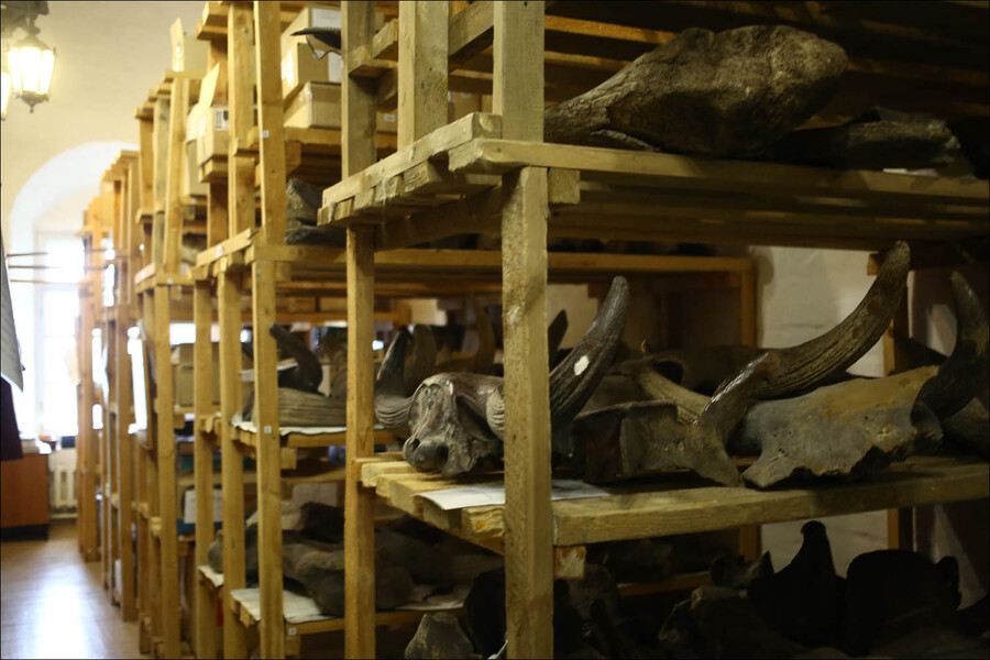  Рентарея в Тобольске, тут хранятся наиболее интересные детали от разных животных