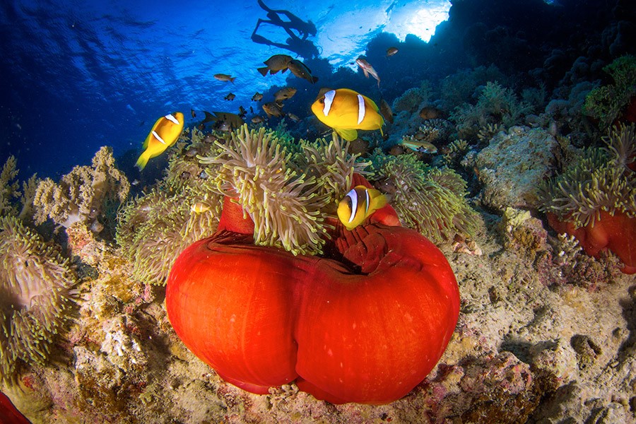  Рас-Мохаммед – национальный парк коралловых рифов 