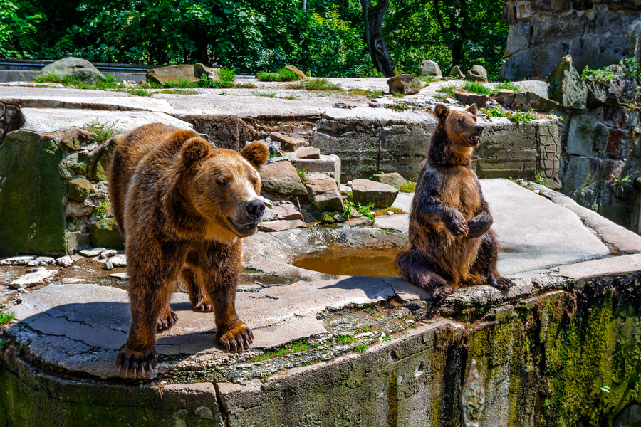 Обитатели Калининградского зоопарка. Фото: istockphoto