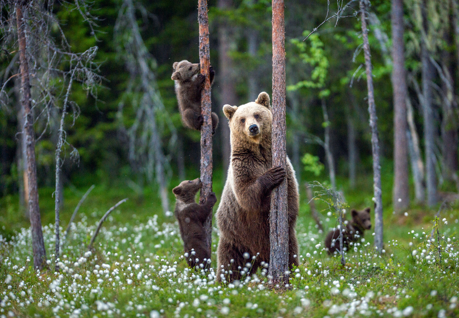  Медведица с медвежатами в сосновом бору. У бурых медведиц обычно один–два медвежонка, реже три. Роды проходят в январе, и до потепления медвежата растут в берлоге. А вообще с матерью они проводят первые три года жизни. Фото: istockphoto/USO