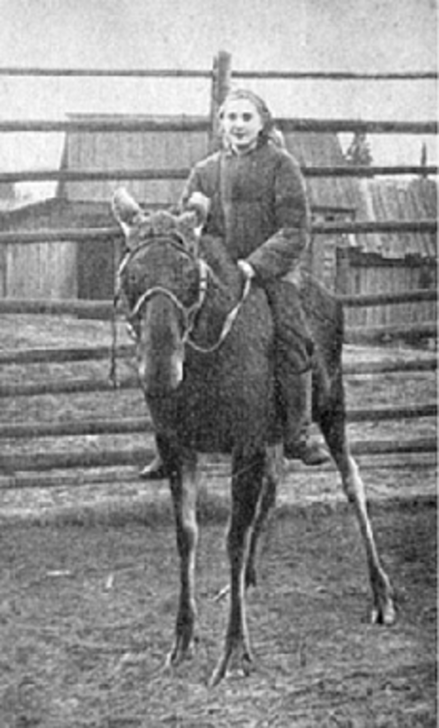  Фото из архива лосиной фермы Печоро-Илычского заповедника 