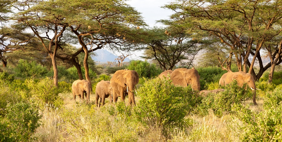 Слоны в национальном парке Кении