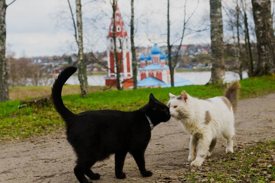  Справа Блоха, а слева неопознанный (и, судя по ошейнику, домашний) кот. 