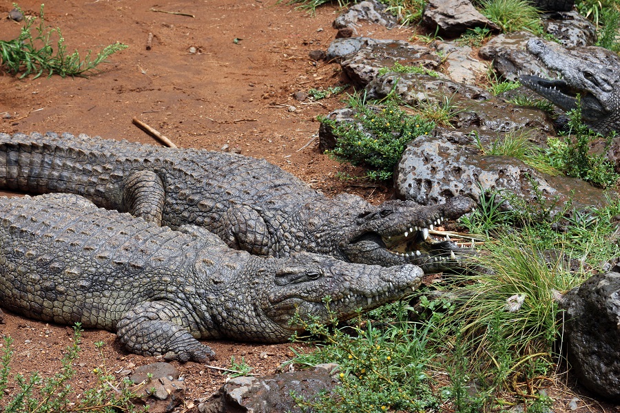 Крокодилы в The Mamba Village