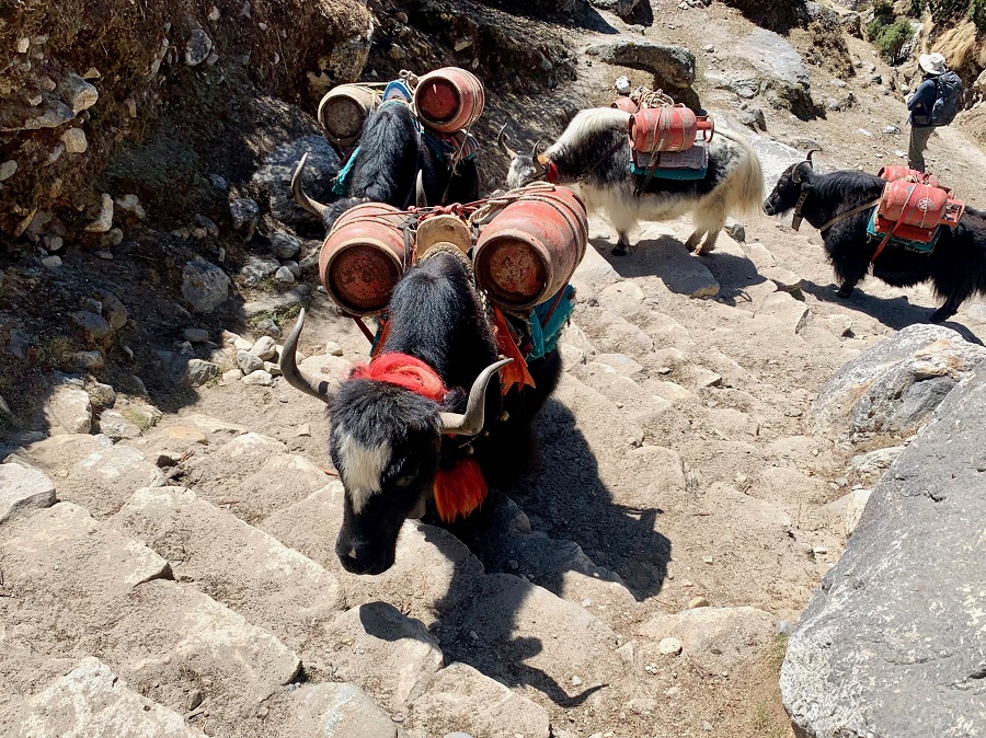 Газопровод по-непальски: баллоны тут перевозят мулы. Кадр сделан на пути в базовый лагерь Эвереста. Фото из личного архива