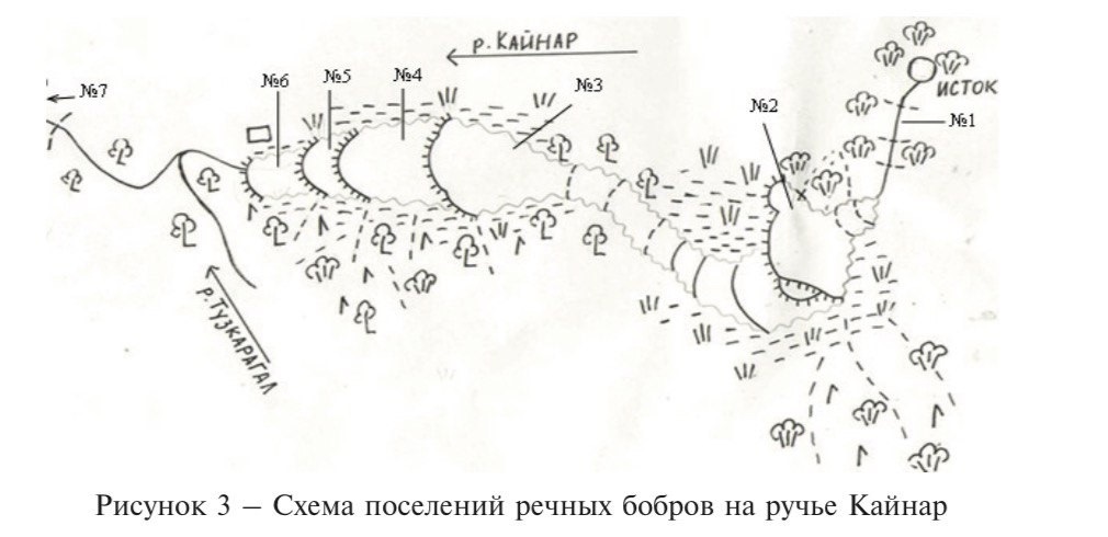 Схема удержания бобра