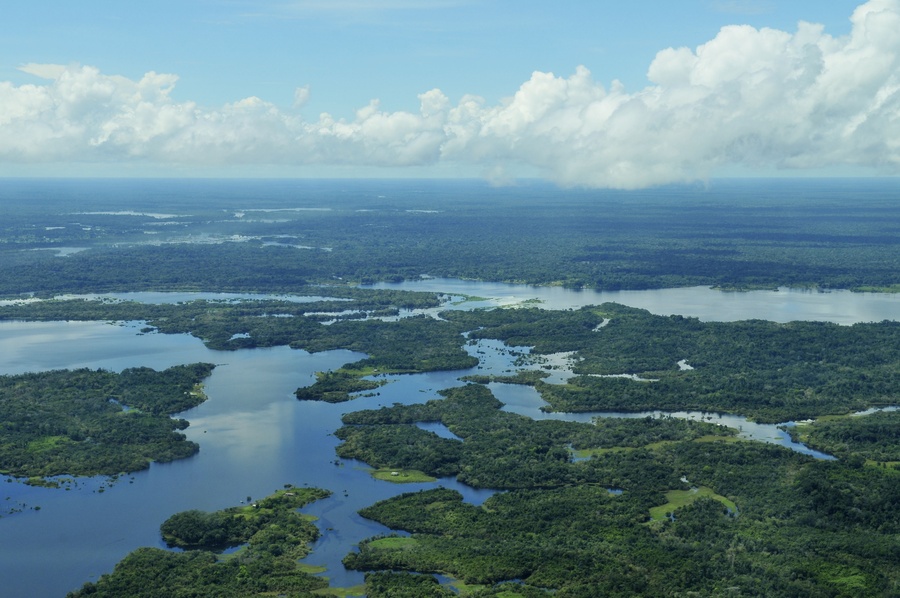  Дождевые леса Амазонии недалеко от Манауса, столицы бразильского штата Амазонас. Фото wikimedia/Neil Palmer 