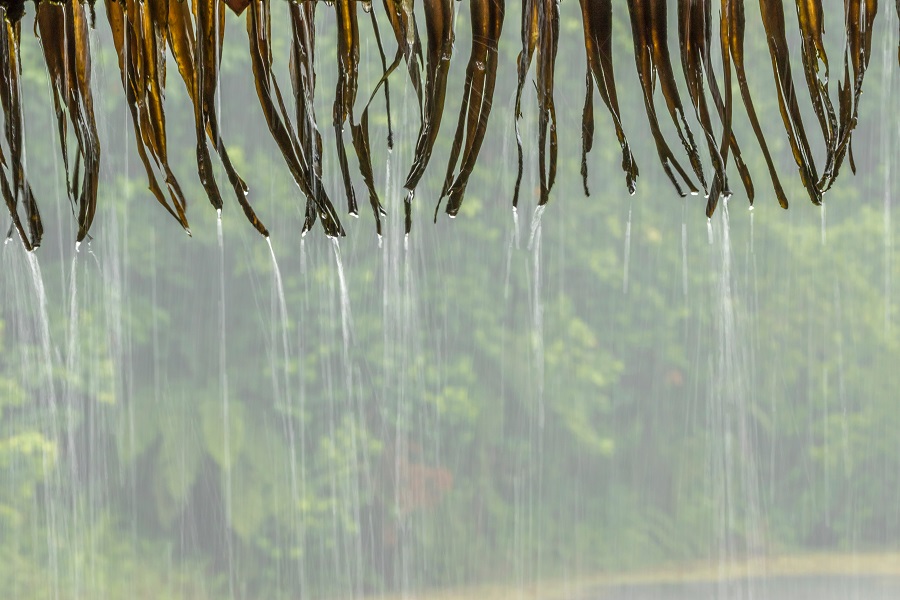  Дождь в Коста-Рике 