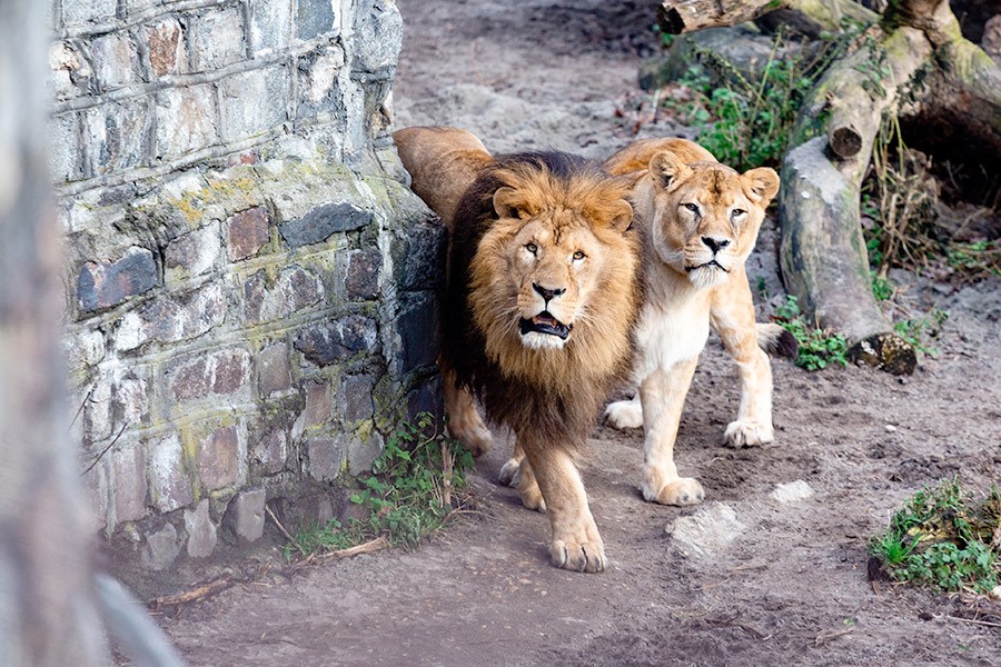 Львы Калининградского зоопарка 