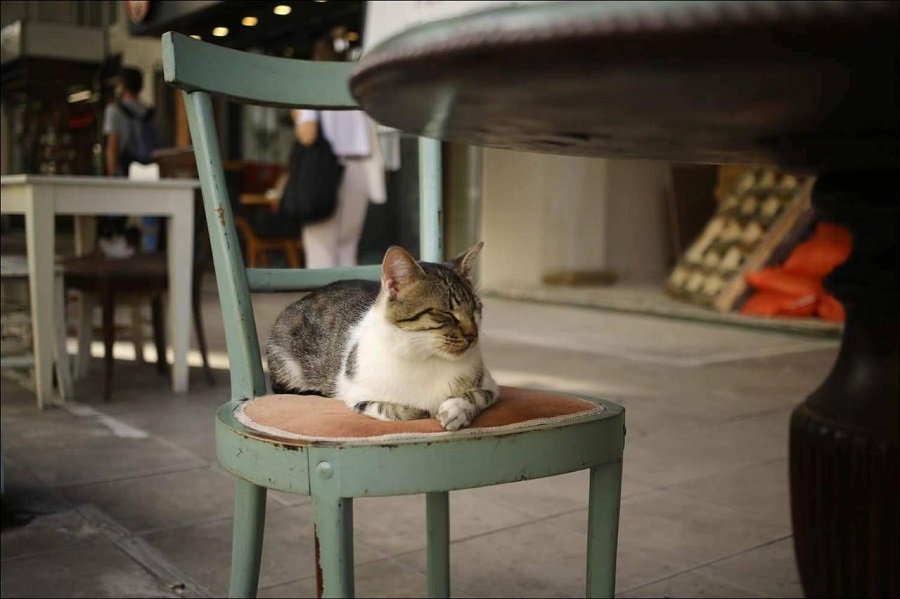 В Турции кошкам можно сидеть на стульях в кафе