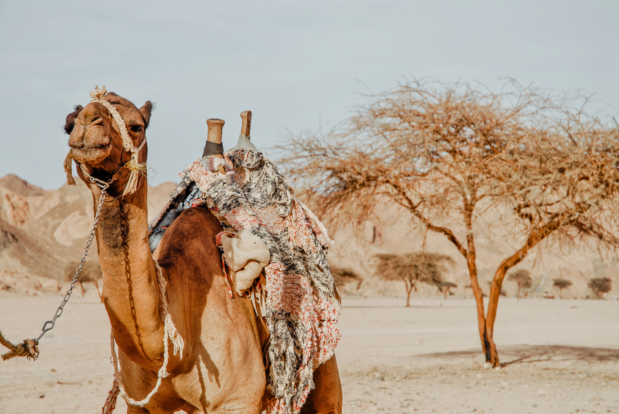 Верблюды в Египте — участники дорожного движения, которые имеют преимущество в потоке. Фото: istockphoto/brytta