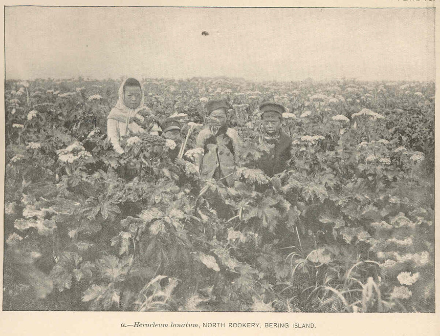 Дети в зарослях борщевика шерстистого (лат. Heracleum lanatum) на острове Беринга, 1880–1900 годы. Фото: wikimedia/Leonhard Hess Stejneger