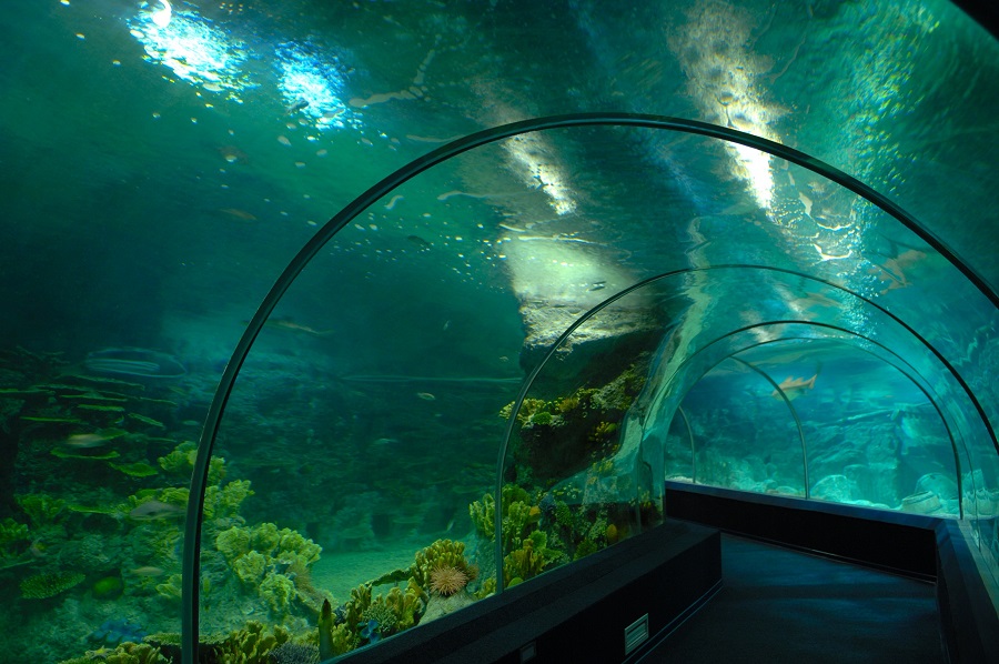 Стеклянный туннель в Sochi Discovery World Aquarium. Фото: официальная группа ВКонтакте Океанариум Sochi Discovery World Aquarium