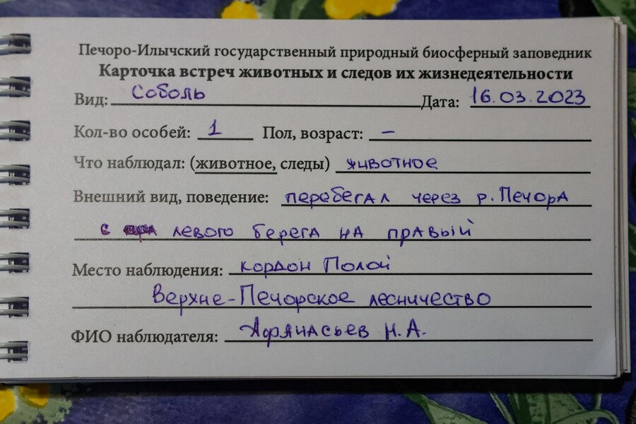  Печоро-Илычский заповедник изначально создавали не ради плато Маньпупунёр, а чтобы восстановить популяцию соболя. Как видите, восстановили