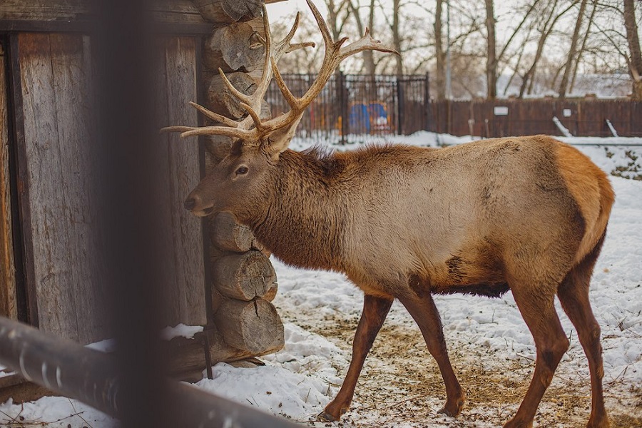  Олень — один из обитателей Казанского зооботанического сада. Фото: страница зоосада во ВКонтакте
