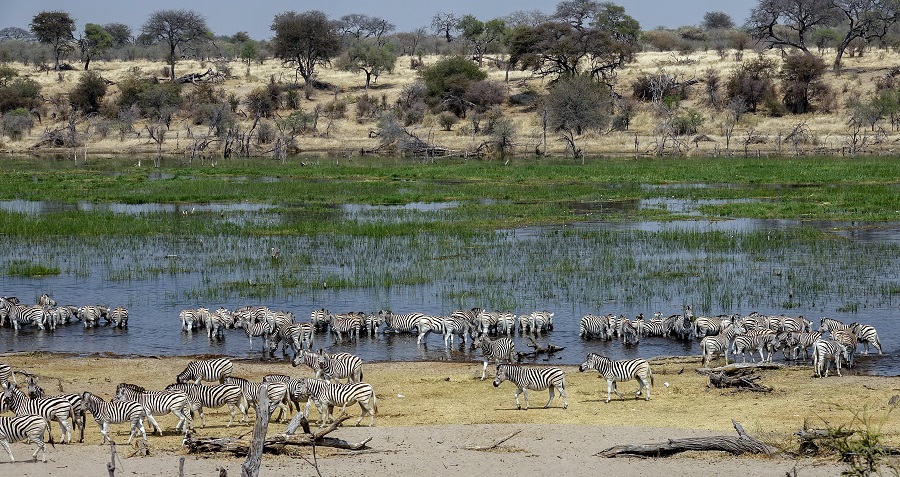 Миграция зебр в парке Макгадикгади Панс