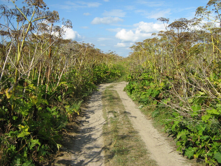 Сегодняшние поля с борщевиком — вовсе не места, где его выращивают. Это захваченные борщевиком территории. Фото: wikimedia/spb-wanderer