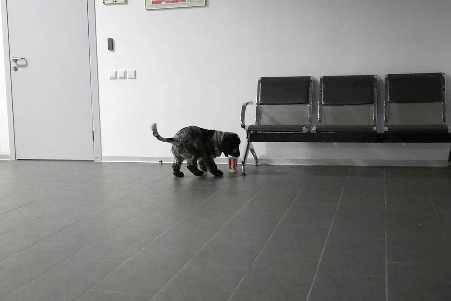 Тренировка в привязке, собака учится осматривать всякие предметы сама