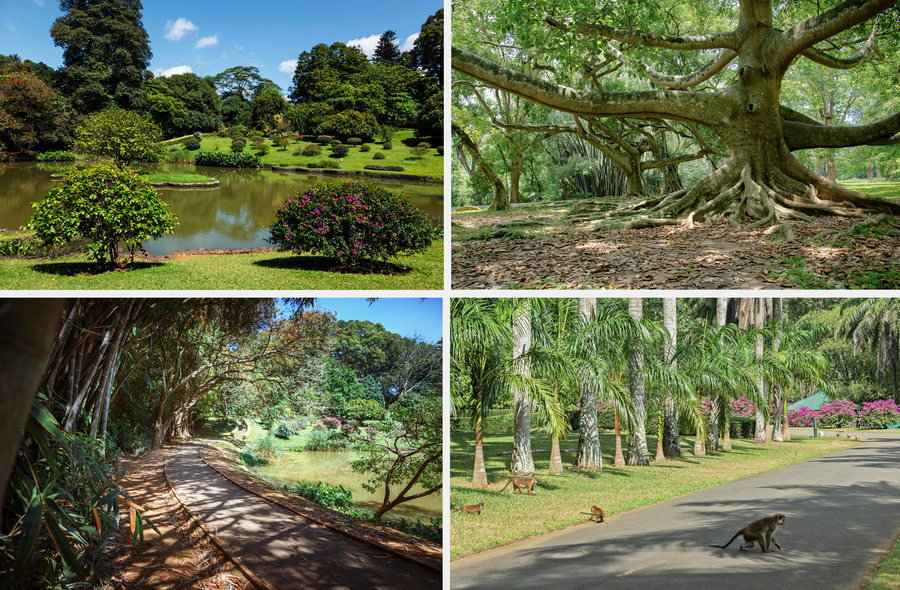 Королевский ботанический сад около города Канди. Фото: Istockphoto/SamanWeeratunga, Travel Faery, photoaliona, f9photos