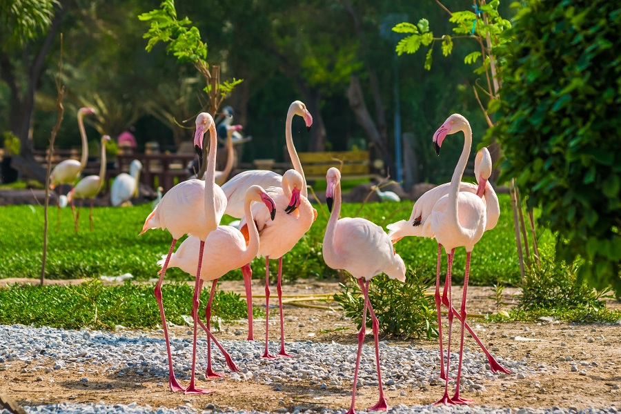 Al Areen Wildlife Park & Reserve