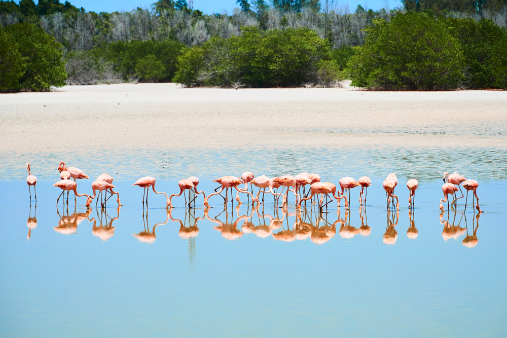 Стая фламинго на пляже Плайя Пилар