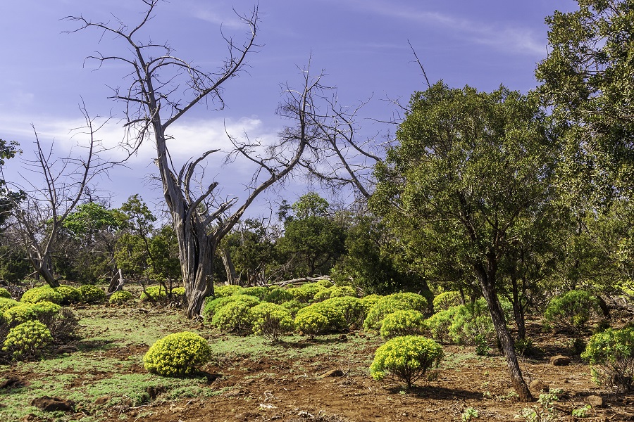 Национальный парк Day Forest, Таджура