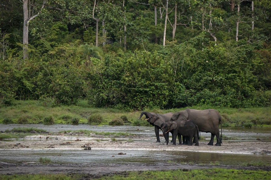 Африканские слоны в заповеднике Одзала