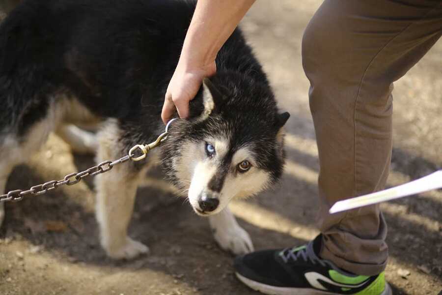 Sled Dog Siberia