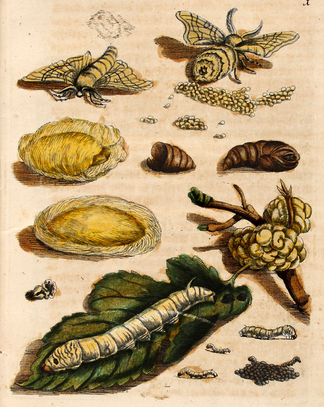 Книга 1679 Maria Sibylla Merian