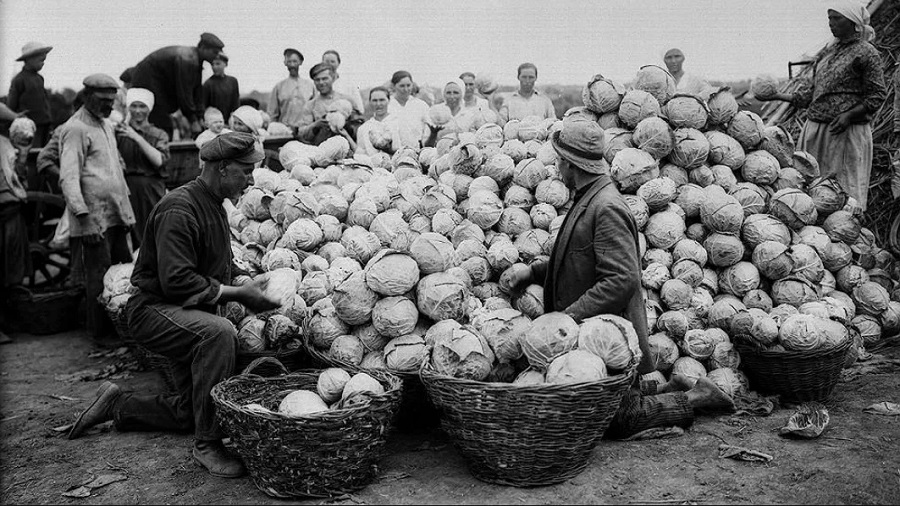Сбор урожая капусты, 1900-е годы. Фото: Российский государственный архив кинофотодокументов